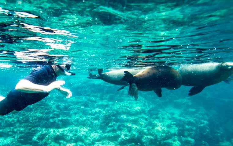Snorkeling Tour with Sea Lions