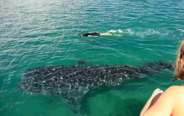 Snorkeling with Whale Sharks