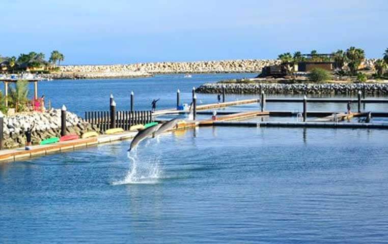 Dolphins Jumping out of the Water in Cabo San Lucas Dolphin Center