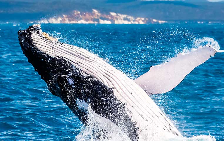 Whale Watching Cabo