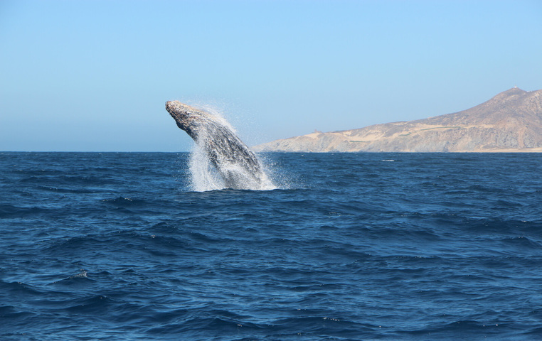 Whale Watching in Los Cabo San Lucas