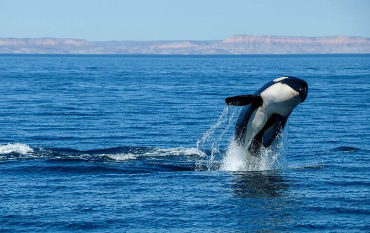 Whale Watching Season in Cabo