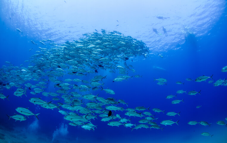 Snorkeling at Cabo Pulmo National Park