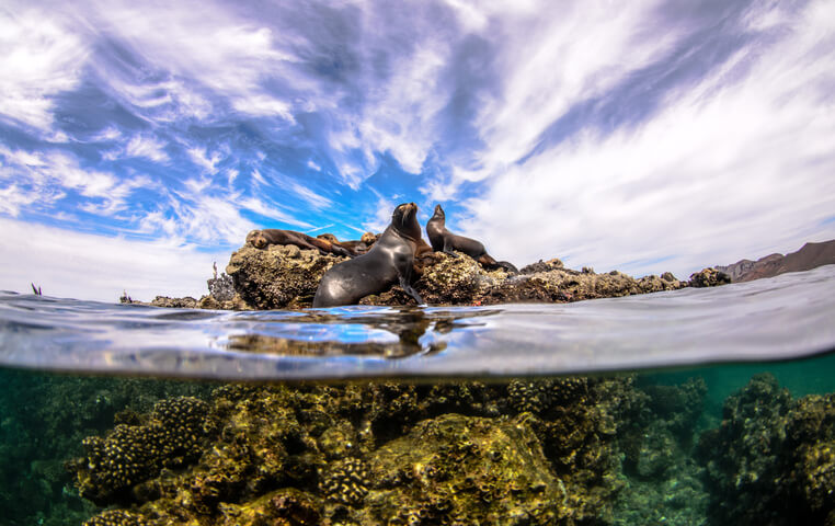 Snorkeling Tour in Cabo Pulmo