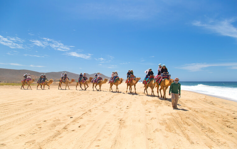 Camel Ride - Camel Safari - Tour | Cabo Day Trips