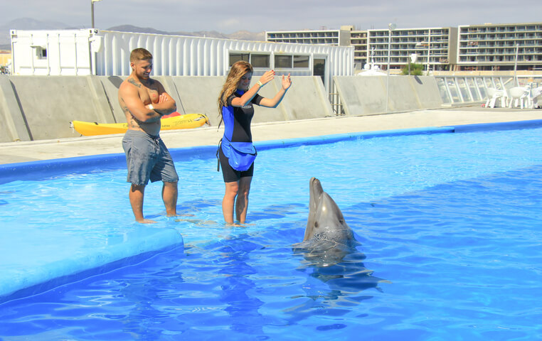 Dolphin Trainer Cabo