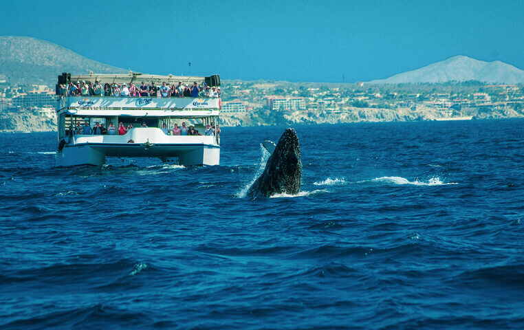 Whale Watching op Pirate Boat