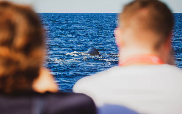 Whale Watching in Cabo San Lucas