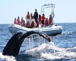 Whale Watching Safari in Cabo