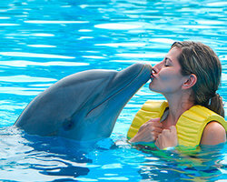 Dolphin Swim