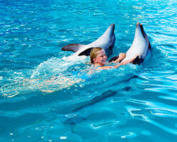 Dolphin Royal Swim