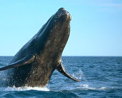 Los Cabos Whale Watching Tour