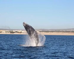 Los Cabos Whale Watching