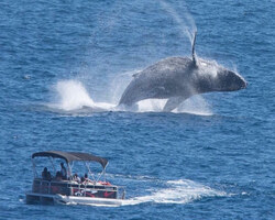 Los Cabos Whale Watching