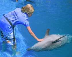 Dolphin Trainer