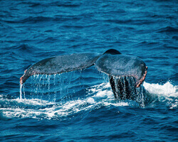 Whale Watching in Cabo San Lucas Mexico
