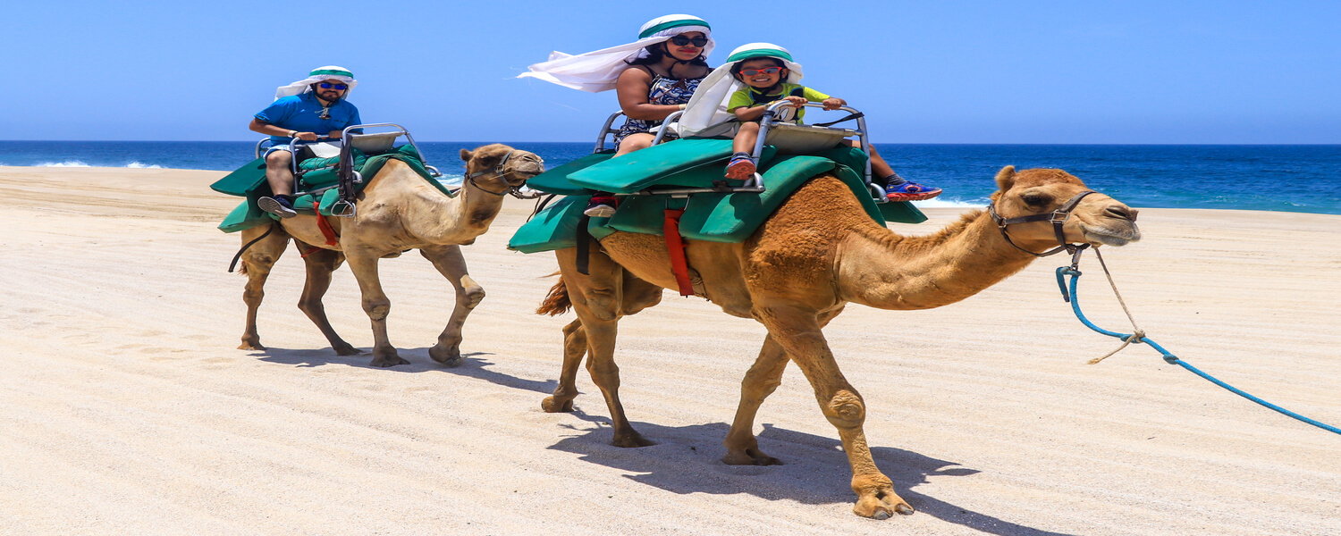 camel safari los cabos
