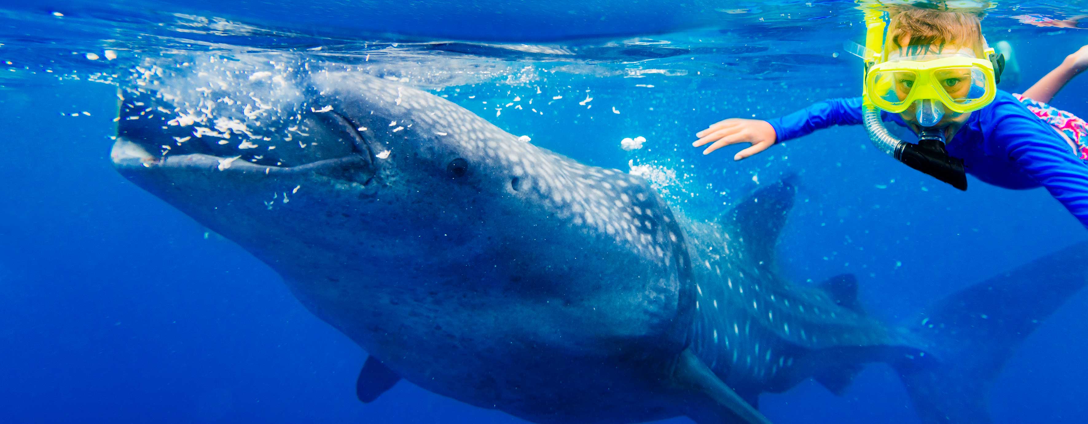 Cabo Whale Shark Tour | Cabo Day Trips